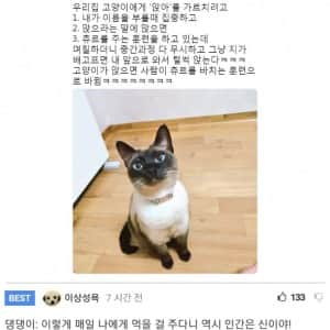 샴 고양이 머리에 '앉아'를 입력시킨 결과