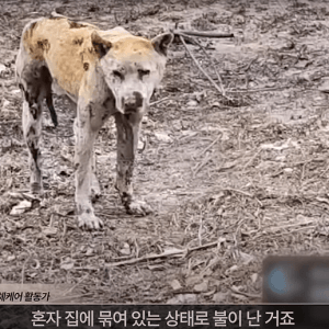 최초 물고기 피부 이식술로 구사일생한 산불 피해 강아지
