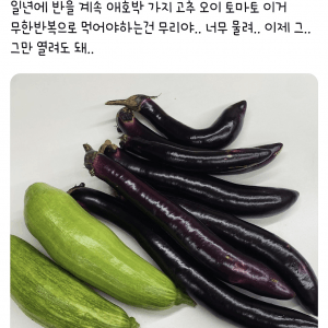텃밭 또는 주말 농장 해본 사람만 아는 고통