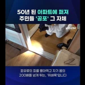 부산 현재 난리라는 벼룩 문제 (빈대아님)