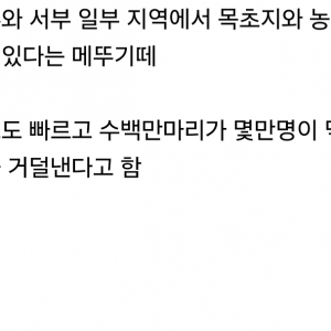 한국에서 러브버그로 난리일때 호주 상황 