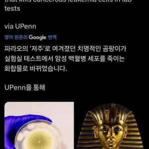 이집트 파라오 최신 근황 