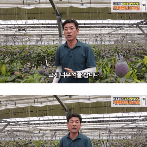 애플망고 공판장에 안 판다는 사장님 