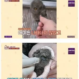 수리부엉이인 줄 알고 키운 식당 사장님 