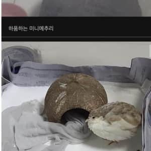 메추리 기르는 블라인드인