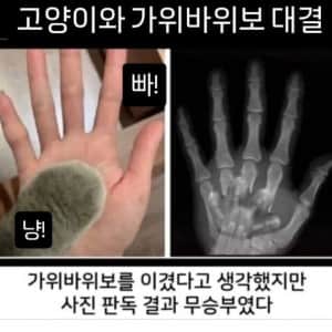 고양이와 가위바위보 대결