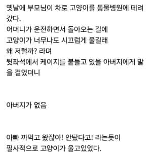 아빠 버리고 온 줄 알고 서럽게 운 고양이 