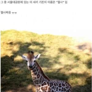 국내에서 소멸되어 간다는 박제기술