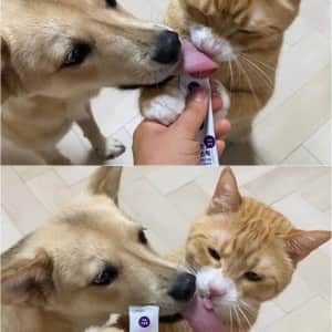 강아지와 고양이 혀 크기 차이