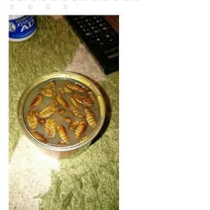 번데기 통조림을 열고 충격받은 일본인 