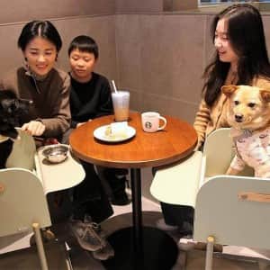 위기의 스타벅스 코리아 근황