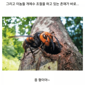 국내에 침투한 외래종 '중국 말벌'