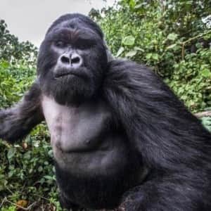 키 2m, 몸무게 180kg 고릴라에게 처맞기직전 찍은사진 