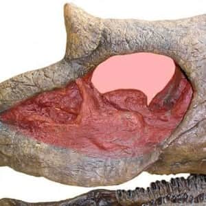 트리케라톱스 복원도 근황 