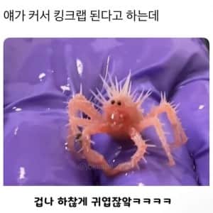 얘가 커서 킹크랩이 된다는데