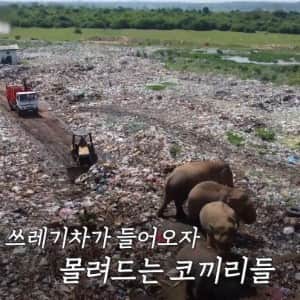 쓰레기를 먹은 코끼리가 더 건강하다?