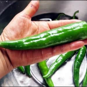 고추 처음 키워보는 사람들이 자주 하는 실수
