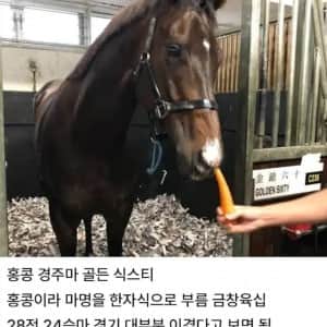 경마 경주에서 졌을 때 자주 나온다는 말 반응