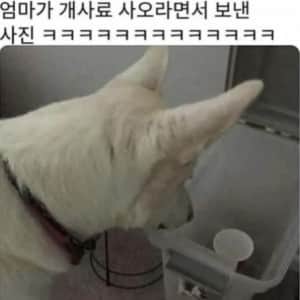 엄마가 개사료 사오라면서 보낸 사진