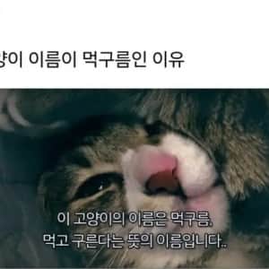 냥이 이름이 먹구름인 이유