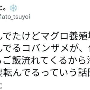 양식장 밑에 붙어 사는 빨판상어 근황