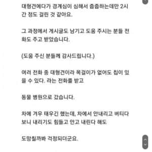 유기된 줄 알았던 리트리버 줍줍한 후기