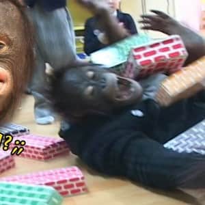 한때 TV 인기스타였던 오랑우탄 오랑이의 일대기 