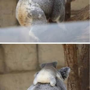 아기코알라의 엉덩이를 본 적 있나요?