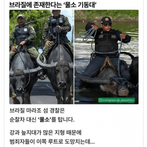 순찰차 대신 물소를 타고다니는 브라질 경찰 