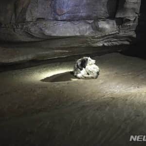 홍수에 떠내려갔다 지하 200미터 아래 발견된 강아지