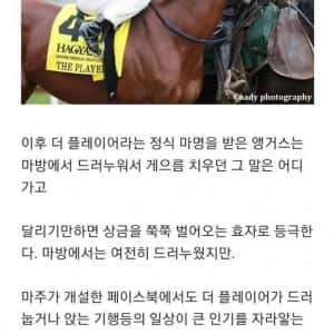 누워서 쉬는 취미 덕분에 안락사를 피하고 살아남은 명마