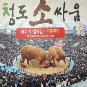 서울사람들은 모른다는 소 실제 크기