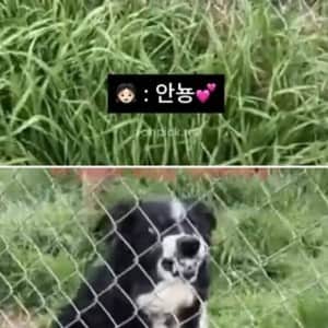 아저씨네 개 순해요?