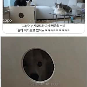 홈캠 훔쳐봤는데 얘네 알고있나봐
