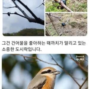 한국 산속 괴담)등산할때 절때 건들면 안되는것