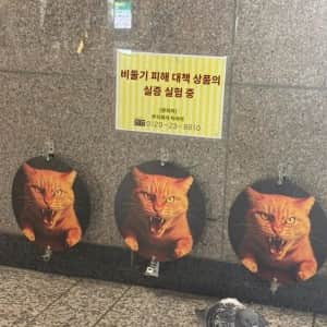 비둘기 피해 대책 상품의 실증 실험