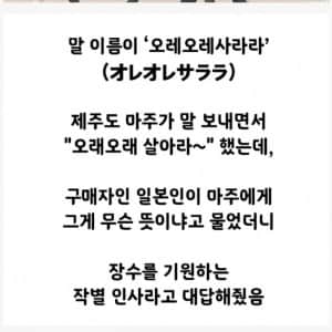 제주산 말이 얻게된 일본 이름