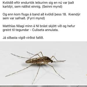 아이슬란드 초강력 추위에 진화한 모기 등장 