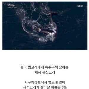 범고래 떼를 유일하게 이길 수 있는 생명체