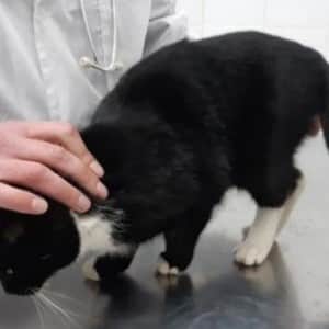 마대자루에 담겨 파쇄되기 직전 구조된 고양이 