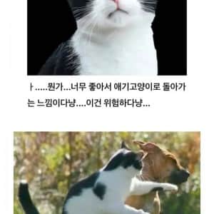 고양이가 쓰다듬을 받다가 갑자기 공격하는 이유