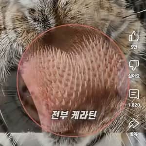 호랑이 혓바닥 확대사진
