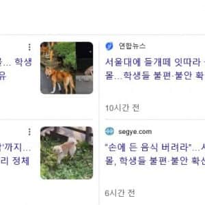 1000130753.webp.ren.jpg 보신탕집 폐업 여파, 서울대 들개 피해 속출