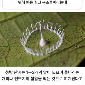 거미가 만드는 실크헨지