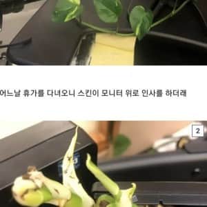 사무실에서 키우던 어느 식물