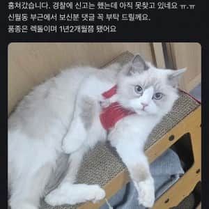 누가 집에있는 고양이를 훔쳐감