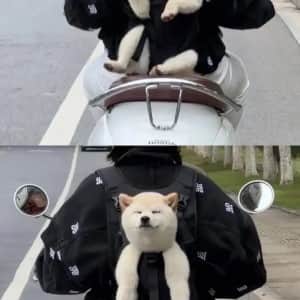 운전하는데 강아지가 인사해줌