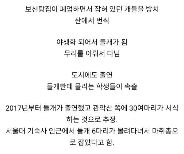 1000130757.jpg 보신탕집 폐업 여파, 서울대 들개 피해 속출