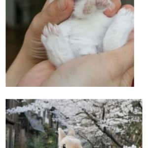 의외로 토끼 발바닥에 없다는 것