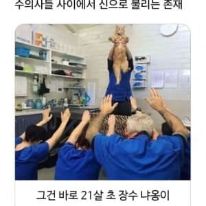 수의사들 사이에서 신으로 불리는 존재